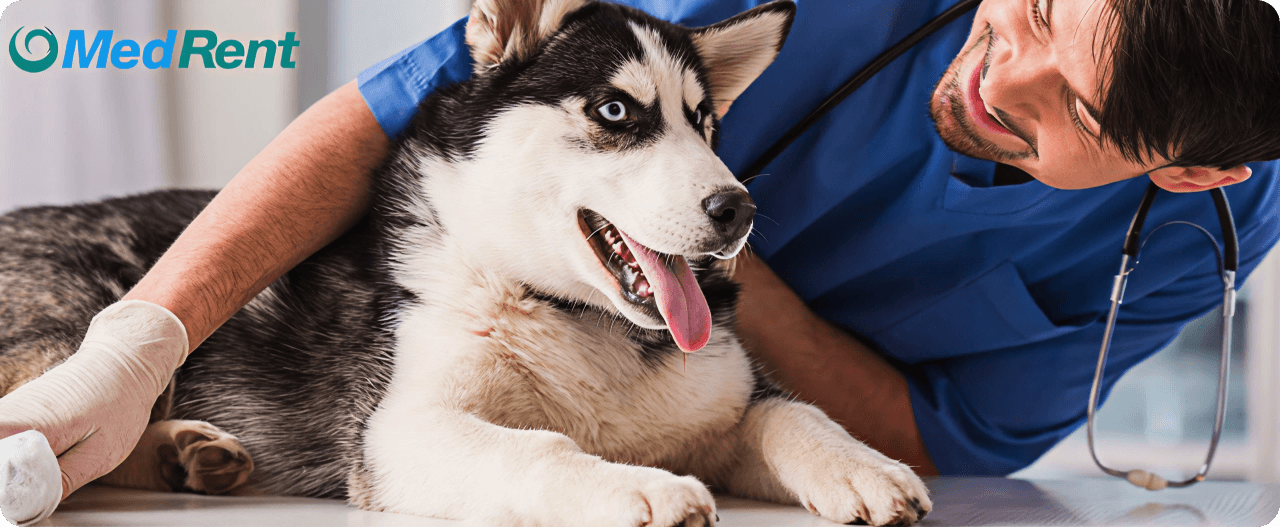 Terapia con Ondas de Choque en Veterinaria: Perros y Caballos